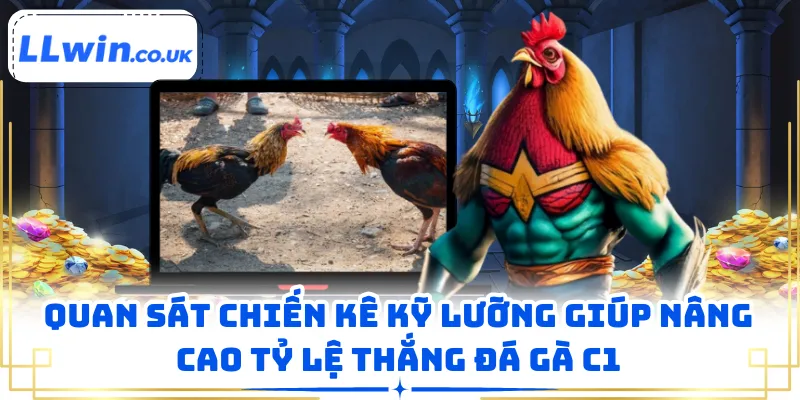 Quan sát chiến kê kỹ lưỡng giúp nâng cao tỷ lệ thắng đá gà C1